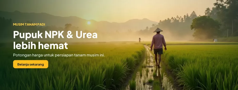 Musim tanam padi: pupuk NPK dan Urea lebih hemat
